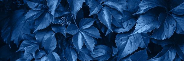 Banner aus frischen Blättern, getönte blaue Farbe, beschnitten. - Foto, Bild
