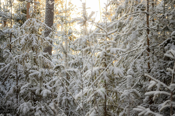 Coniferous forest at winter. Spruce branches covered with snow. - Foto, Imagem