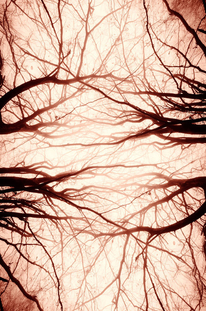 пугающий творческий абстрактный симметричный фон ветвей дерева
 - Фото, изображение