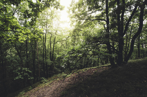 Yeşil orman manzarasında güneş ışığı - Fotoğraf, Görsel