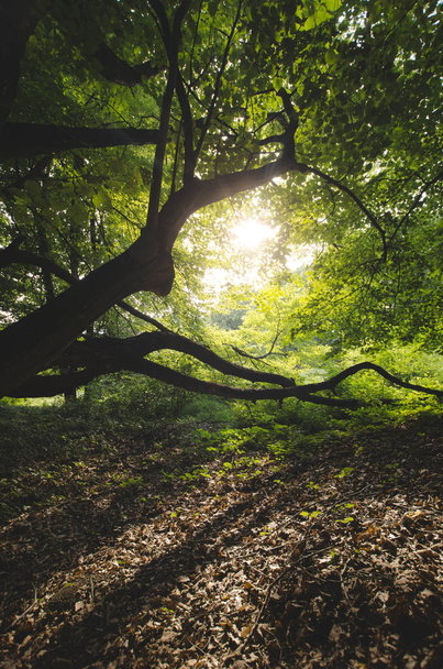 Yeşil doğal ortamda yaşlı bir ağaç - Fotoğraf, Görsel