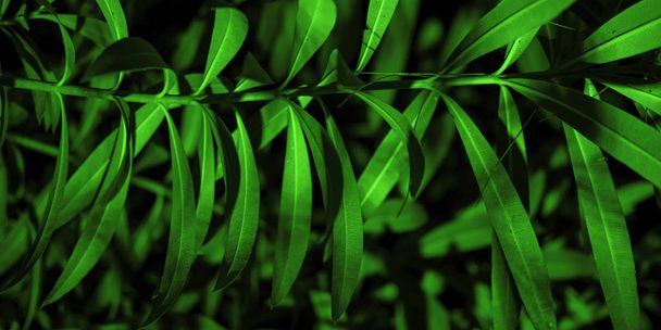 Plant branches with green leaves close up view - Foto, immagini