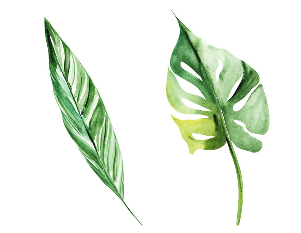 Ilustración acuarela dibujo hojas botánicas de plantas exóticas sobre una capa blanca aislada
 - Foto, Imagen