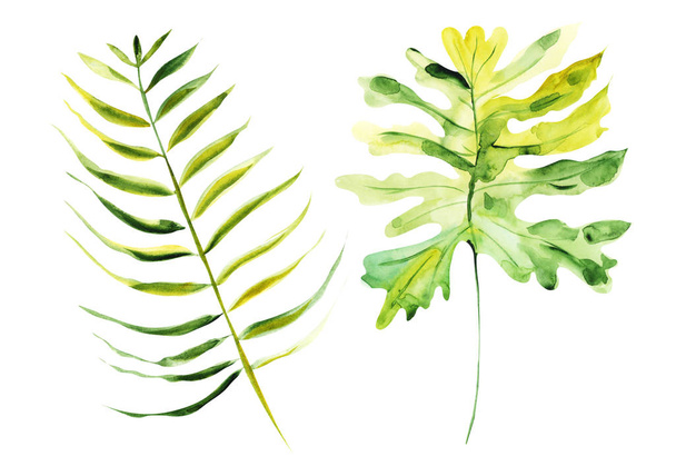 Ilustrace akvarel, botanické listy exotických rostlin na bílé izolované vrstvě - Fotografie, Obrázek