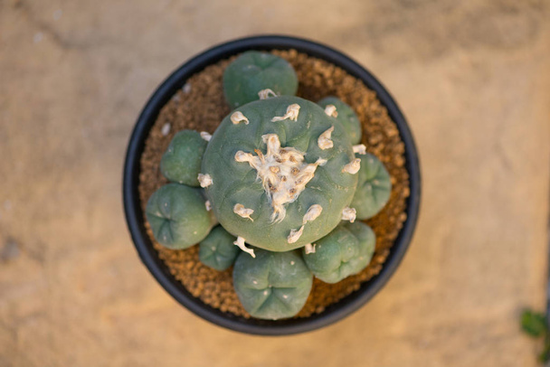 Lophophora cactus in flower pot - Photo, Image