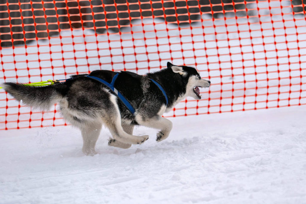 Sled dog racing. Husky sled dogs team in harness run and pull dog driver. Winter sport championship competition. - Foto, imagen
