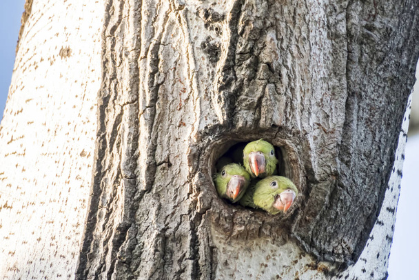 perroquets dans le trou des arbres dans la nature
 - Photo, image