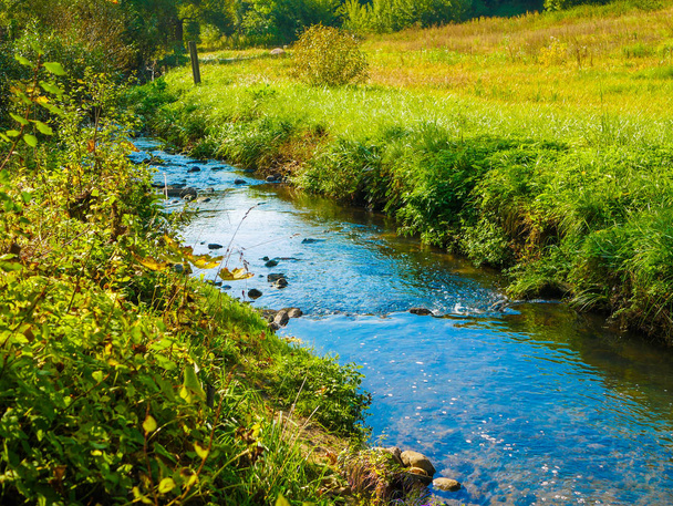 arroyos azules sobre hierba verde. naturaleza floreciente
 - Foto, Imagen