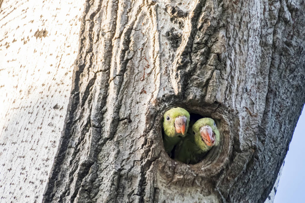 Papageien in Baumloch in der Natur - Foto, Bild