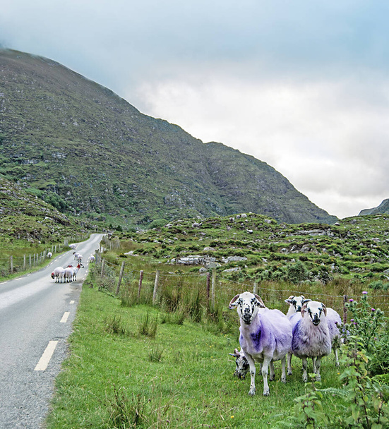 Позначені вівці на дорозі (Ірландія) - Фото, зображення