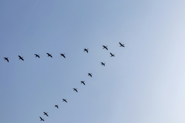 Gökteki göçmen kuşlar - Fotoğraf, Görsel