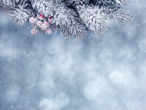 fondo de invierno con ramas de abeto conos y nieve
 - Foto, Imagen