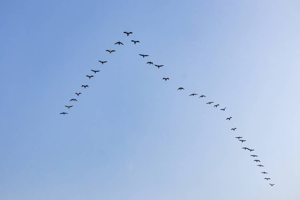 aves migratorias en el cielo - Foto, Imagen