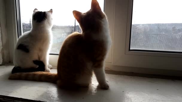 Dois gatinhos estão sentados no peitoril da janela, olhando pela janela com uma paisagem rural ensolarada
 - Filmagem, Vídeo