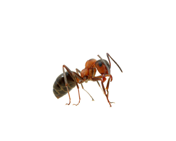 Hormiga sobre blanco
 - Foto, Imagen