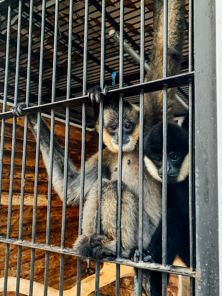 Két majom ül egy ketrecben a fogságban állatkertben. - Fotó, kép