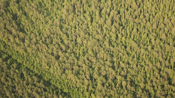 Pine forests from a birds eye view. - Photo, Image