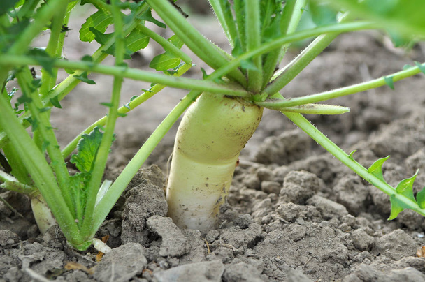 Daikon radish grows in organic open ground - Photo, Image