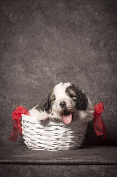 Милый щенок в корзине
 - Фото, изображение