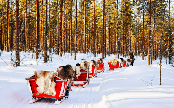 Олені сплять у Фінляндії в Лапландії в зимовий період. - Фото, зображення