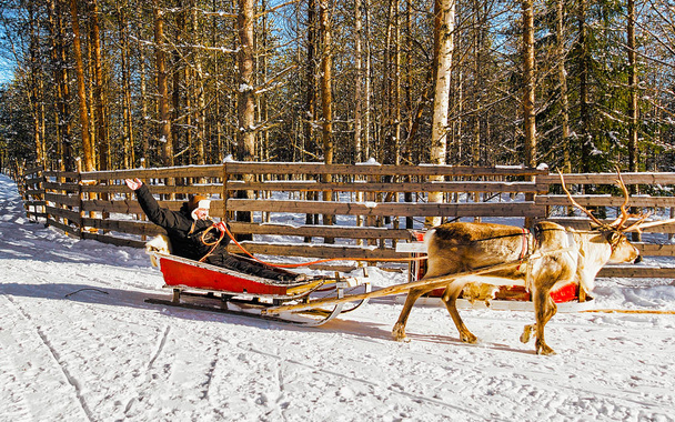 Человек во время езды на санях оленей зимой Rovaniemi рефлекс
 - Фото, изображение