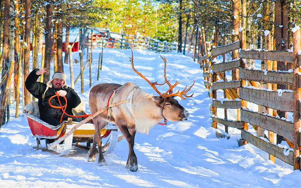 Człowiek jazda Renifer sanki w zimie Rovaniemi refleks - Zdjęcie, obraz