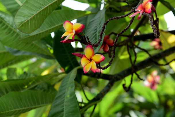 Colorful Plumeria flowers blooming in garden at summer season  - Photo, Image