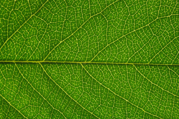 green leaf texture - Foto, Imagem
