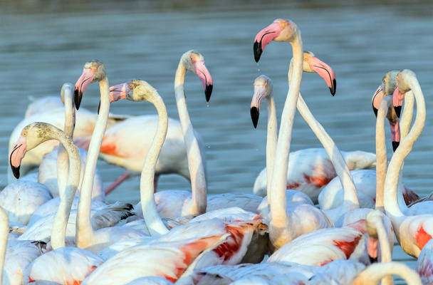Caribbean pink flamingo at Ras al Khor Wildlife Sanctuary, a wetland reserve in Dubai, United Arab Emirates - Photo, Image