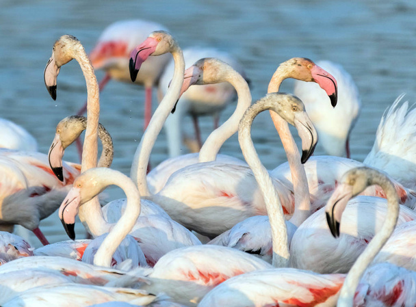 Flamingo rosa caribenho no Ras al Khor Wildlife Sanctuary, uma reserva de zonas húmidas em Dubai, Emirados Árabes Unidos
 - Foto, Imagem