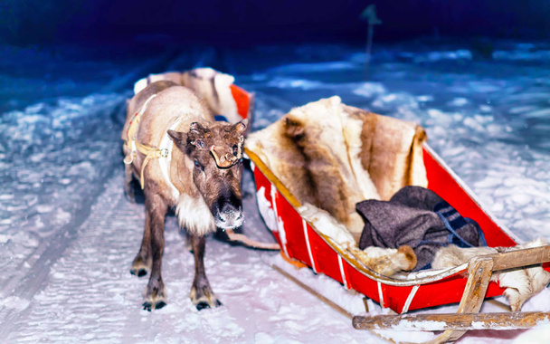 Reindeer and sledding at night safari in forest Rovaniemi - Photo, Image