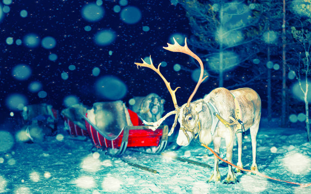 Reindeer and sleigh at night safari in Lapland Finland snowfall - Photo, Image
