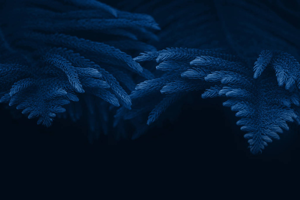 Fir tree branches toned blue background. Beautiful trendy background, 2020. - Photo, Image