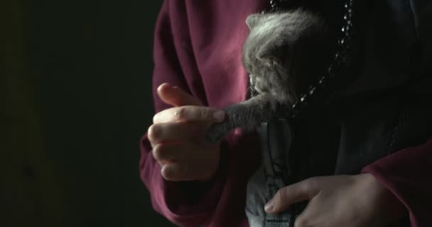 Πρόσωπο κορίτσι παίζει με γατάκι κάθεται σε τσάντα μεταφοράς σε εσωτερικούς χώρους φυσικό φως αντίγραφο χώρου. Γυναικεία χέρια κρατώντας αστεία γάτα συντροφιάς μεταφέρουν σε ζεστασιά στήθος. Προστασία των ζώων φροντίδα φιλίας - Πλάνα, βίντεο