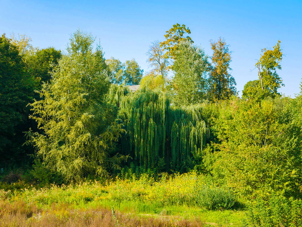зеленые деревья против голубого неба. ландшафт природы
 - Фото, изображение