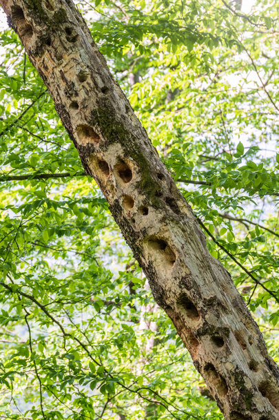 Holes in a dry tree from the work of woodpecker - Photo, image
