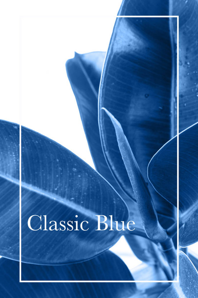 Ficus Elastica toned with Classic blue color - Photo, Image