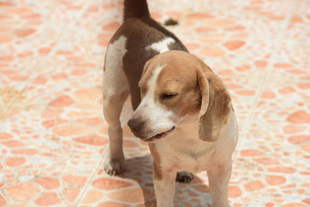Retrato de perro beagle. Un adorable perro beagle jugando en el piso
 - Foto, imagen