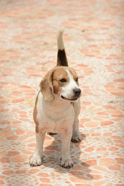 Portret van beagle dog. Een schattige beagle hond die op de vloer speelt - Foto, afbeelding