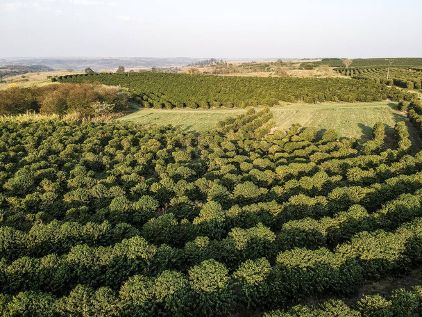 vista aérea del campo de café verde en Brasil - Foto, Imagen