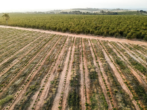 点滴システムで灌漑されているコーヒー苗の空中ビュー - 写真・画像