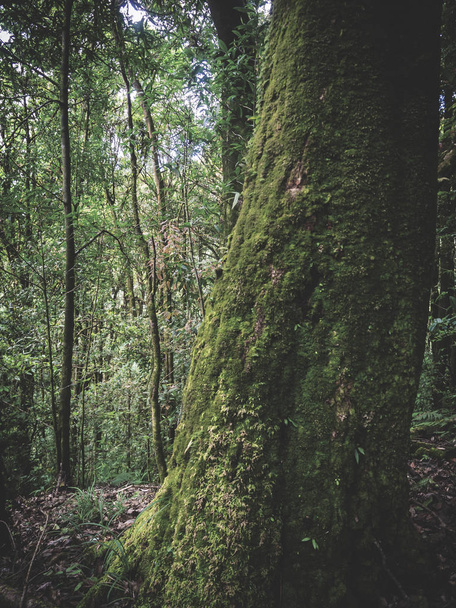 Deštný prales v Národním parku Doi Inthanon, Thajsko - Fotografie, Obrázek
