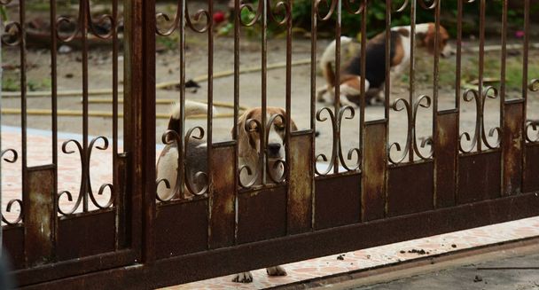 Cute dogs behind the fence outdoors - Photo, Image