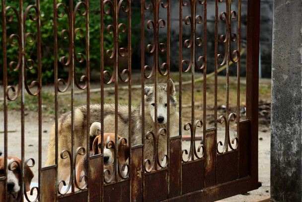 柵の後ろにかわいい犬屋外 - 写真・画像