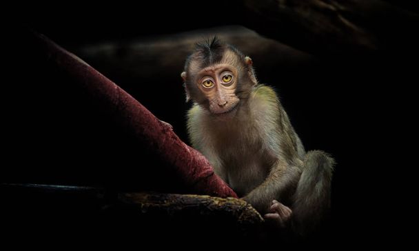 Grupa młodych makaków Macaca nemestrina, średniej wielkości małp ze Starego Świata. Ciemne tło lasu. - Zdjęcie, obraz