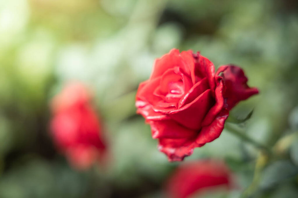 rosas en el jardín  - Foto, Imagen