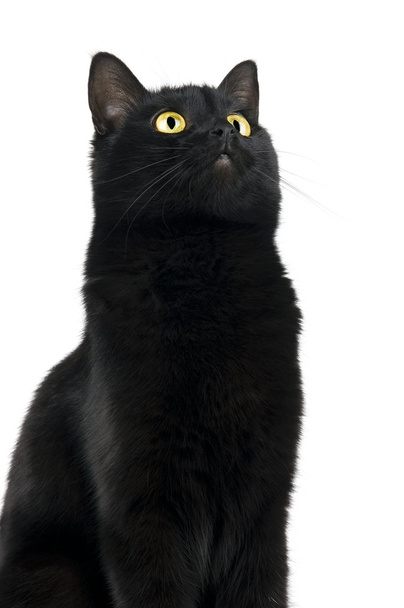 Black cat - Photo, image