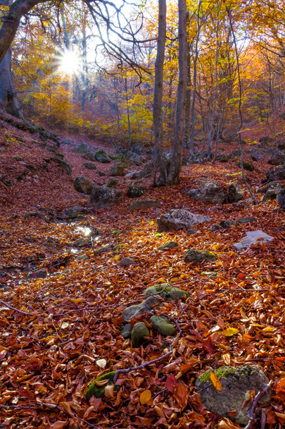 Autumn forest scene - Фото, зображення