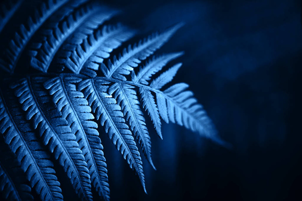 Beautiful fern leaves foliage in blue color. - Fotó, kép
