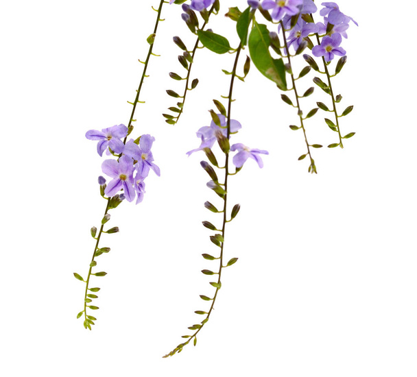 Purple flowers isolated on a white background.  - Φωτογραφία, εικόνα
